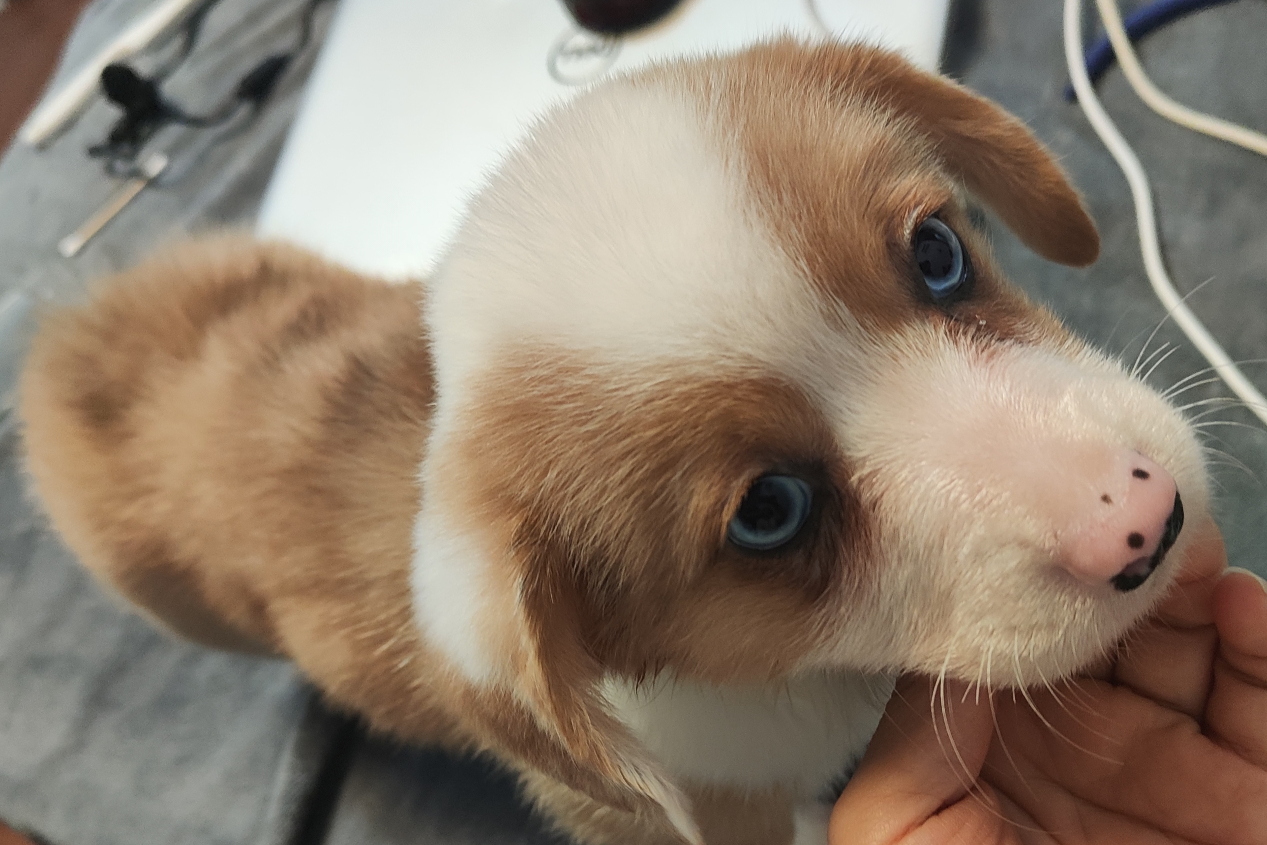 双蓝眼的卡根妹妹，适合家庭陪伴伙伴